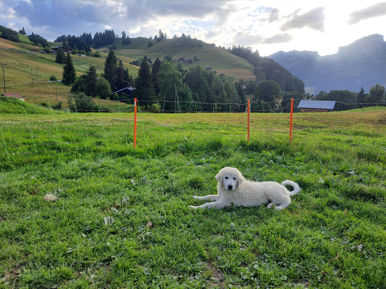 Aux Ormonts, un éleveur de patous forme des bénévoles à surveiller des moutons gardés par des chiens 